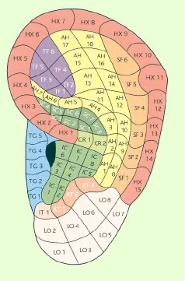 Карта уха с проекциями органов