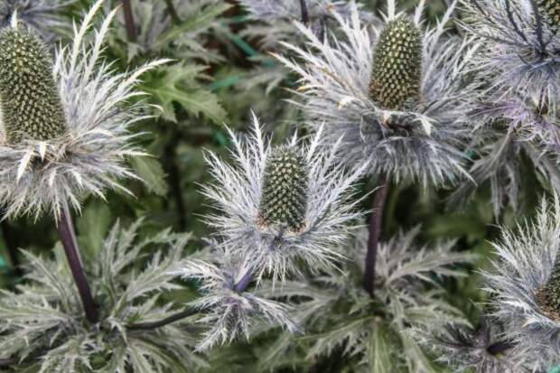 Синеголовник гигантский (Eryngium giganteum)