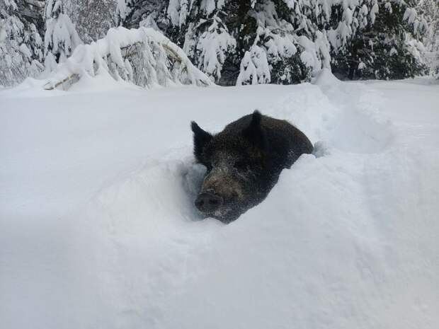 В Окском заповеднике выпали рекордные 83 см снега