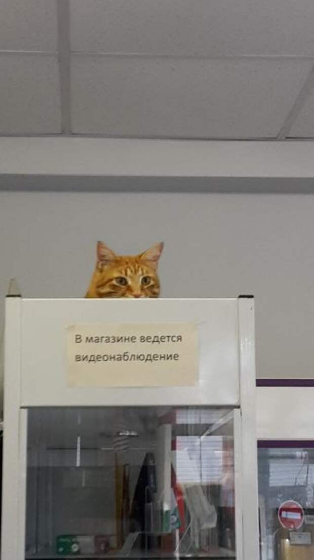 Наблюдатель