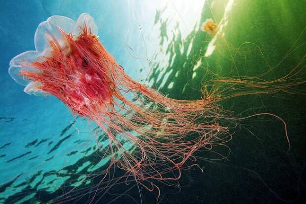Необычные подводные фото - медузы на фоне неба - №6