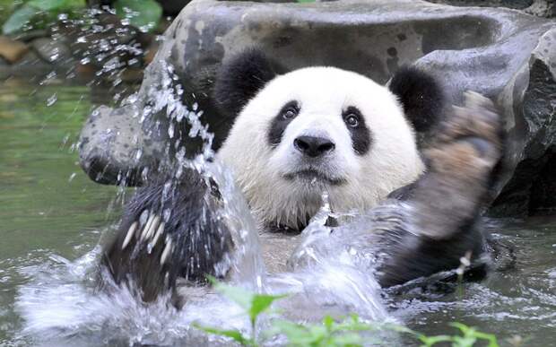 Мама-панда пытается затащить малыша в воду - забавное видео