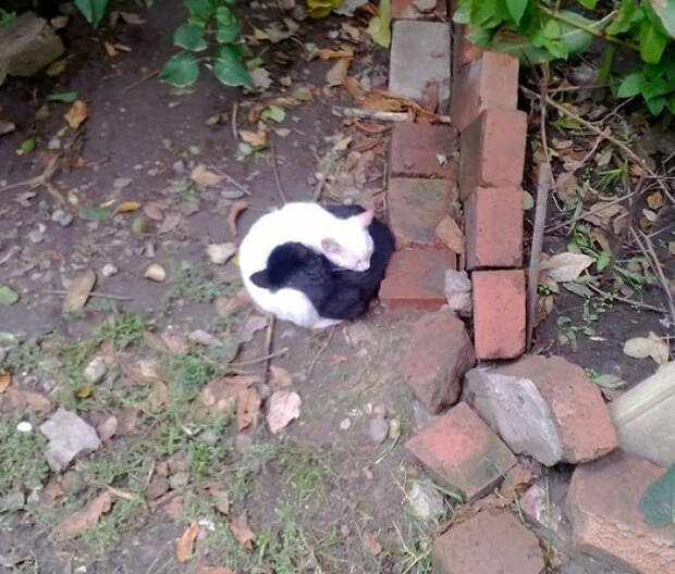 Purrrfect Yin And Yang