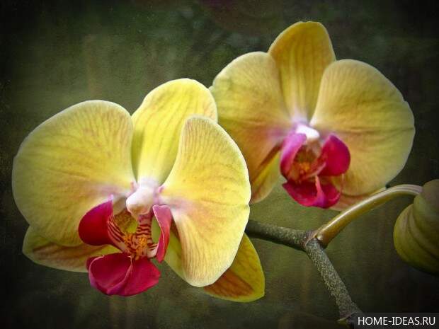 желто-красная орхидея 