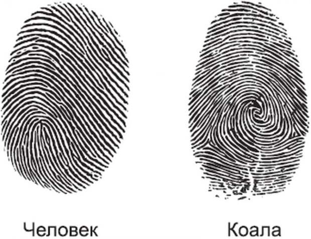 Ещё 11 суперспособностей животных, о которых вы не знали