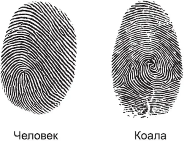 Ещё 11 суперспособностей животных, о которых вы не знали