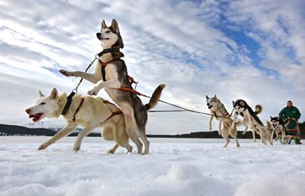 aviemore_husky_sled_dog_rally01