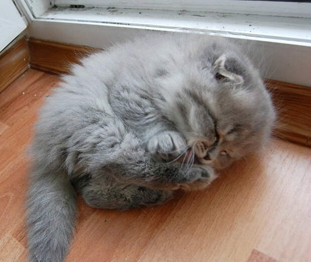 очаровательные спящие котята
