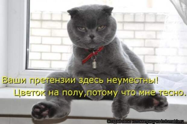 Лучшие котоматрицы недели (28 шт)