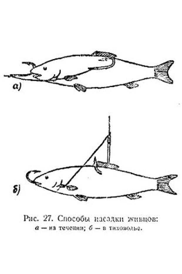 При ловле на кружки живца насаживают особенным образом