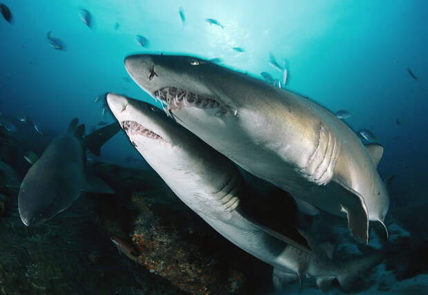 Картинки по запросу tiger sharks