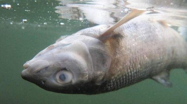 Реку Йеллоустоун закрыли для посещений в связи с массовой гибелью рыбы Йеллоустоун, гибель, катаклизмы, река, рыба