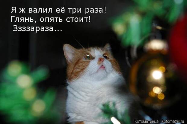 Лучшие котоматрицы недели (50 фото)