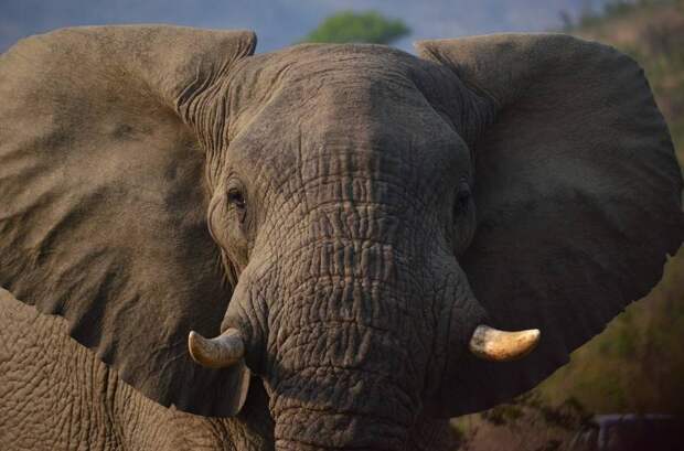 Слоны-самцы выбирают самок из-за звука их голоса