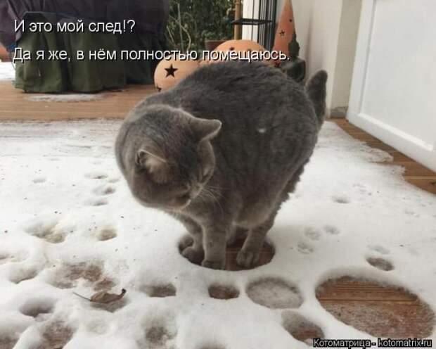 Лучшие котоматрицы недели (50 фото)