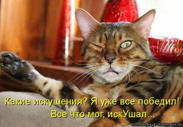 Лучшая котоматрица недели