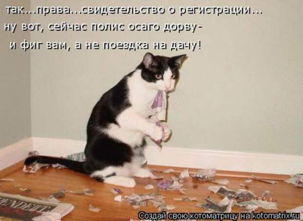 Котоматрицы (картинки с надписями)