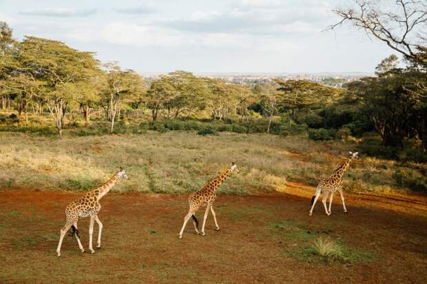Уолтер Ротшильд первым описал подвид жирафа с пятью, а не с двумя рожками на голове, впоследствии названный его именем.