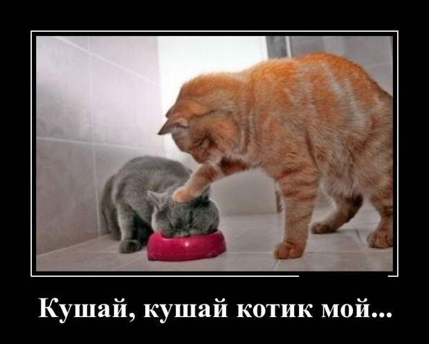 Демотиваторы (30 фото) Демотиваторы (30 фото)