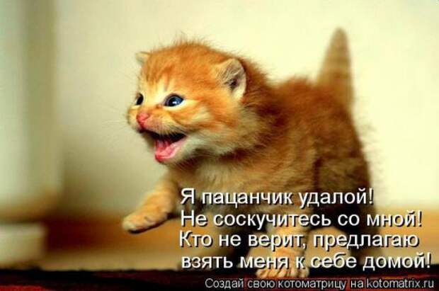 Котоматрицы (картинки с надписями)