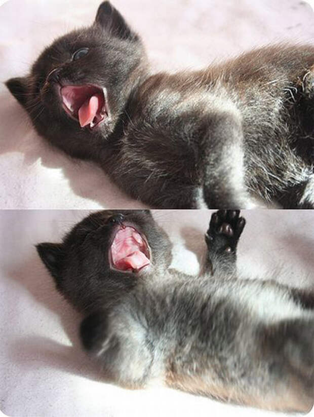 Зевающие кошки