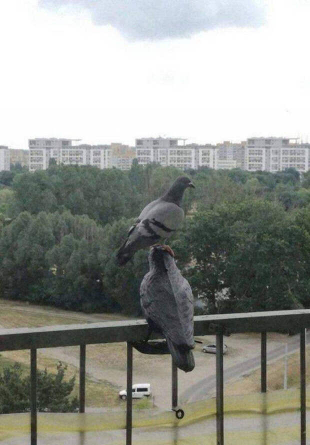 Чтобы день прошёл на позитиве, забавных животных вам в ленту!