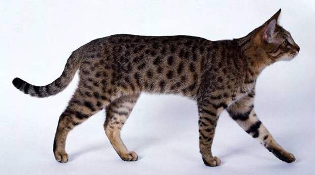 Самые редкие породы кошек Калифорнийская сияющая кошка, фото породы кошечек фотография