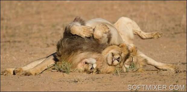 91618331_91457633_lions__4_