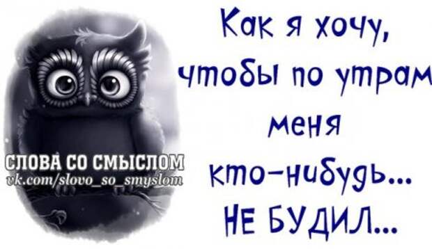 Веселые цитаты в картинках.