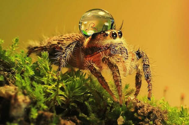 spiders05 spiders05 Умилительные пауки в шапочках из воды