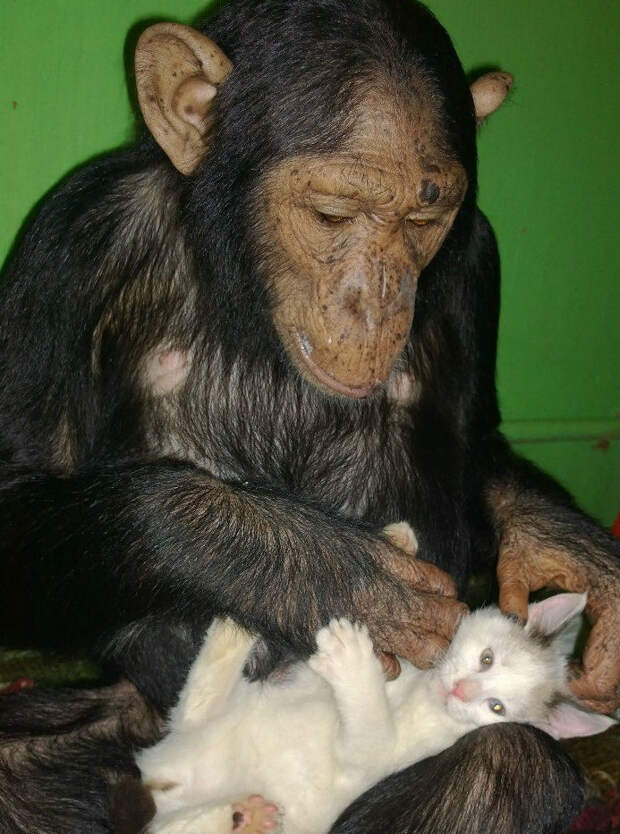 В иркутской зоогалерее шимпанзе взяла под опеку бездомного котенка. Фото: Людмила Ивушкина.