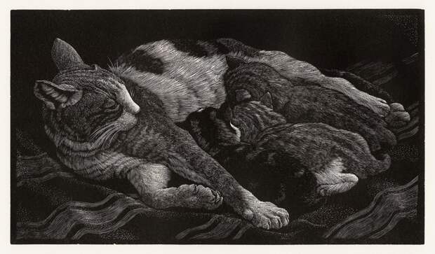 tunnicliffe_cat_kittens.jpg tunnicliffe_cat_kittens.jpg