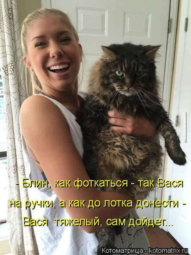 Лучшие котоматрицы недели (50 фото)