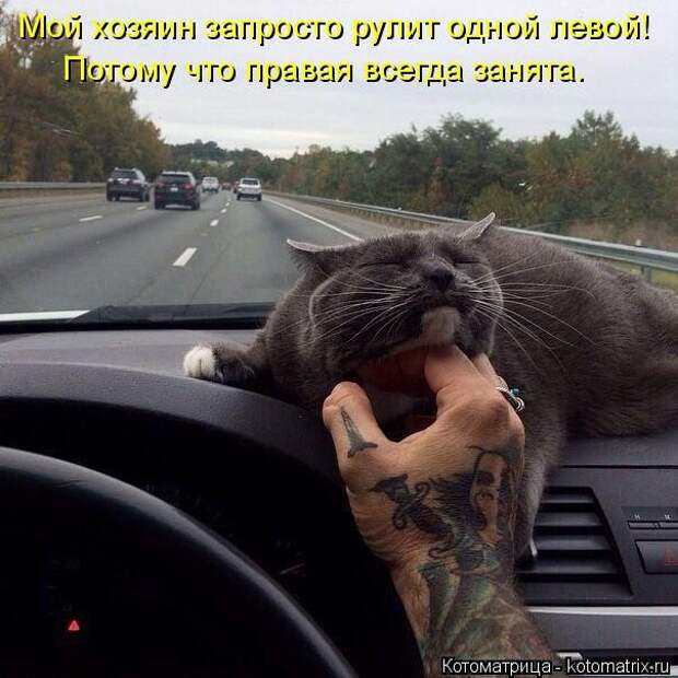 Забавные животные (50 фото)