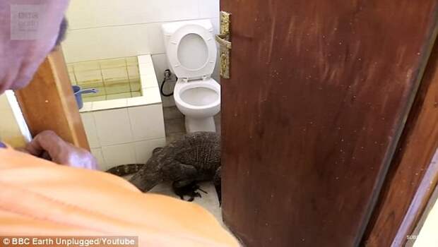 Годзилла в туалете: съемочная группа BBC обнаружила комодского варана в ванной комнате отеля BBC, вараны, видео, животные, индонезия