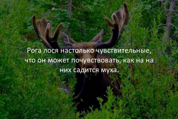 Интересные факты для любознательных