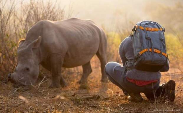 Дикий носорог подошёл к оператору и потребовал погладить ему брюшко животные, носорог