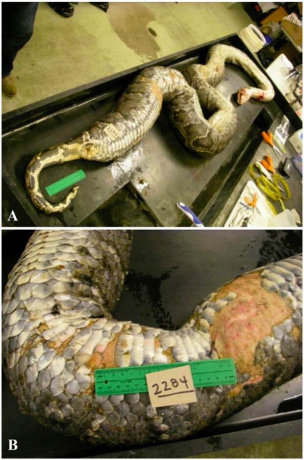 Внутри питона: вскрытие бирманской змеи шокировало ученых биология, змеи, интересные факты, питон