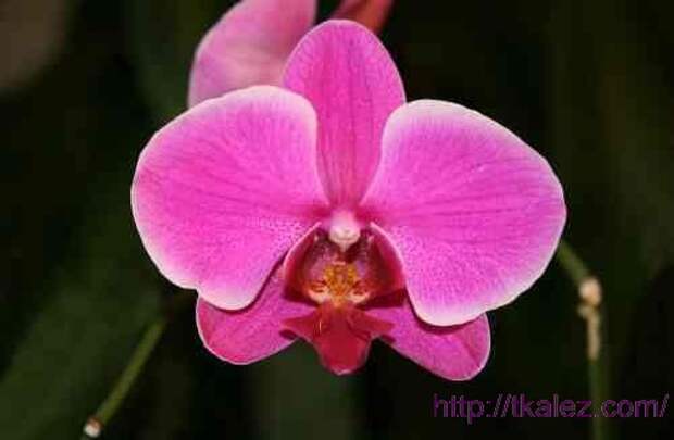 фаленопсис, орхидея уход, домашняя орхидея, домашняя орхидея уход, фаленопсис уход, домашняя орхидея фаленопсис, реанимация орхидеи