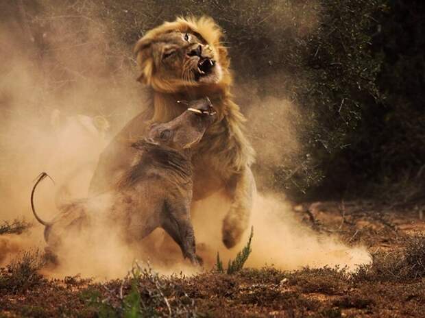 Кабан защищает себя от голодного льва. животные, фото, это интересно