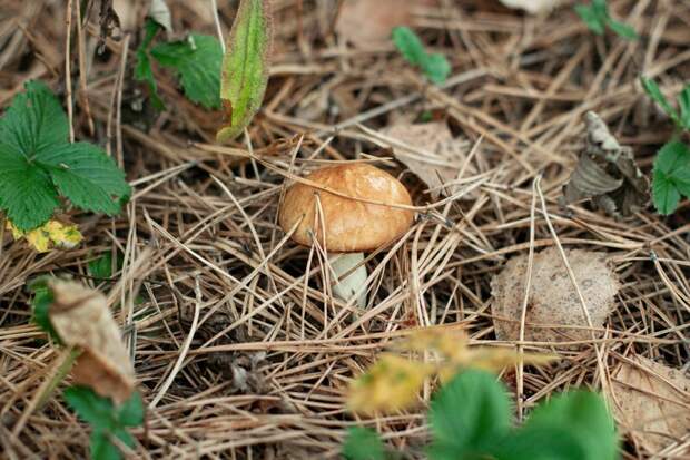 После дождей в лесах Подмосковья появились первые грибы
