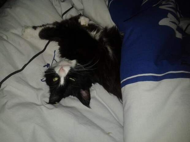 кошка