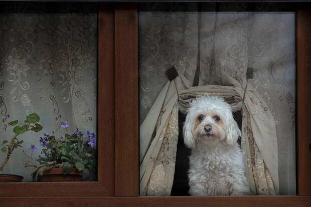 Собака в окне в Бухаресте, Румыния