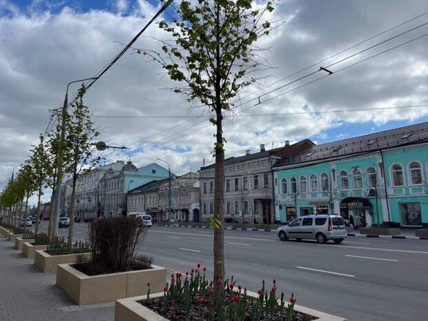 В Туле прокомментировали состояние деревьев на проспекте Ленина
