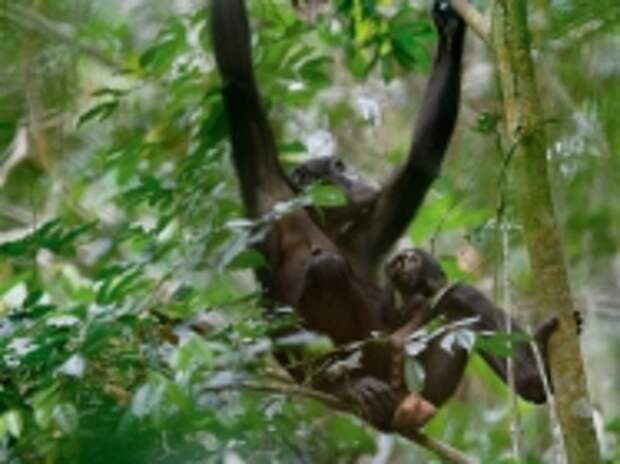 Паула несет свою малышку Пришу. Повзрослев, Приша наверняка уйдет в другую стаю бонобо. А вот сыновья остаются рядом с мамами и всю жизнь поддерживают с ними близкие отношения.