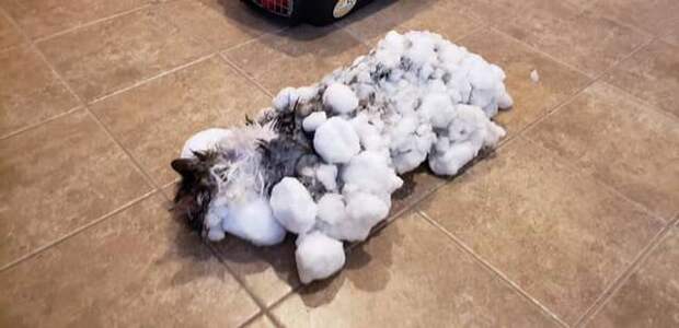 Котика, который едва не замерз в снегу, чудом удалось спасти