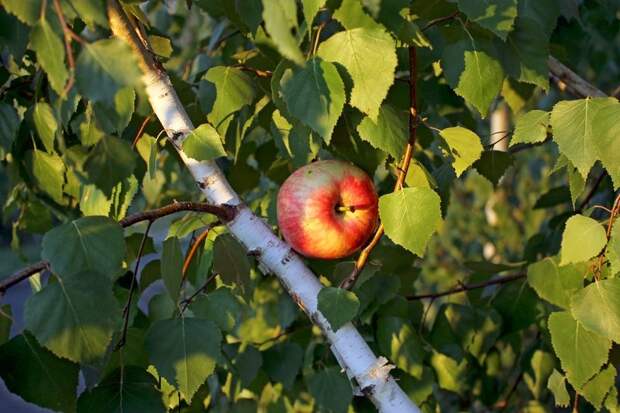 Можно ли привить яблоню на берёзу: любопытный эксперимент и его результаты