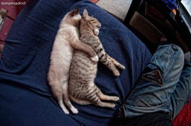 Кошачьи обнимашки