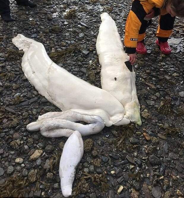 На берег Аляски море выбросило останки таинственного существа аляска, необычно, останки, познавательно, редкое животное, таинственное существо, тихоокеанская полярная акула, удивительная находка