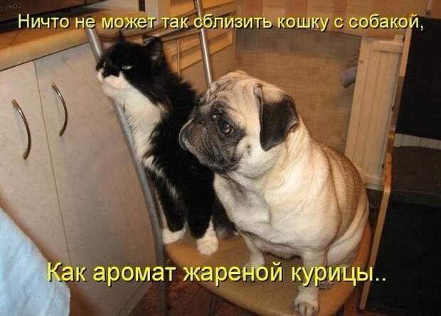 Кошка плюс собака: милые и смешные приколы с животными